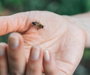 علاج الاضطرابات الروماتيزمية بسم النحل