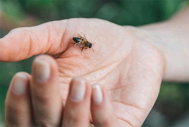 علاج الاضطرابات الروماتيزمية بسم النحل