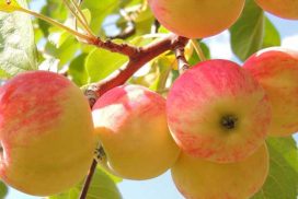 التفاح يقي من السرطان