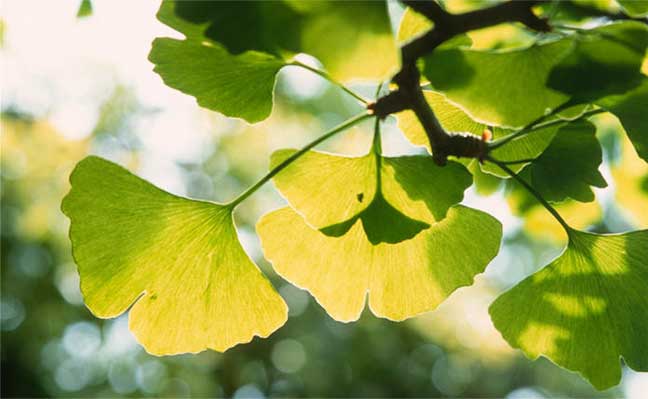 العشبة الطبية Ginkgo biloba