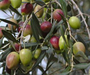 فوائد علاجية مذهلة لأوراق شجرة الزيتون