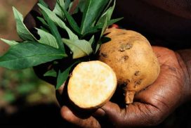البطاطا الأفريقية تحمي من الإيدز والسرطان