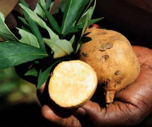 البطاطا الأفريقية تحمي من الإيدز والسرطان