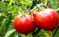الطماطم تقي الجلد من الانكماش والشيخوخة
