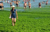 الطحالب الخضراء المزرقة تقوي جهاز المناعة
