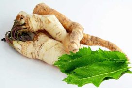 الجرجار : فجل حار Horseradish