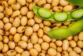 أطعمة الصويا تحسّن إدراك السيدات