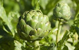 الطريقة الصحيحة لطهو الخرشوف